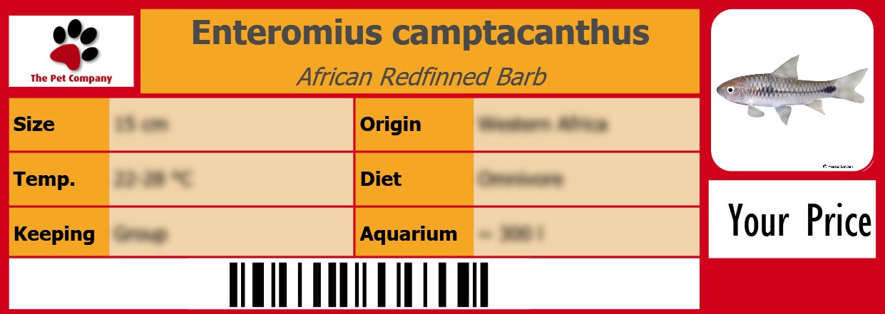 Enteromius camptacanthus African Redfinned Barb 105 x 38 mm