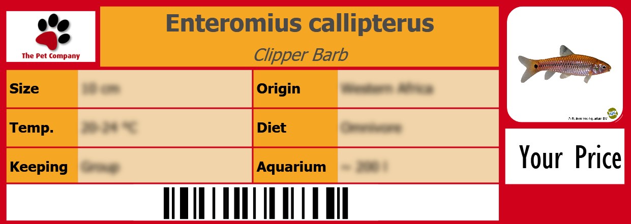 Enteromius callipterus Clipper Barb 105 x 38 mm