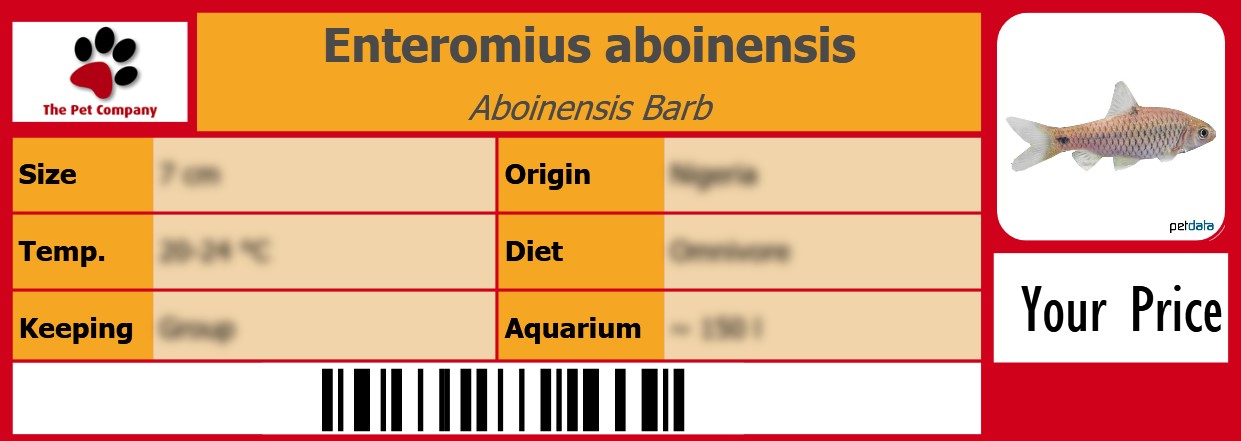 Enteromius aboinensis Aboinensis Barb 105 x 38 mm