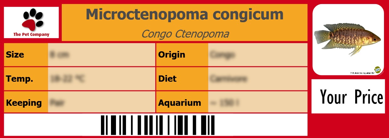 Microctenopoma congicum Congo Ctenopoma 105 x 38 mm