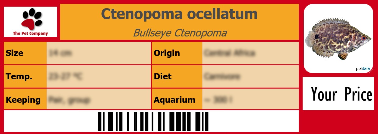 Ctenopoma ocellatum Bullseye Ctenopoma 105 x 38 mm