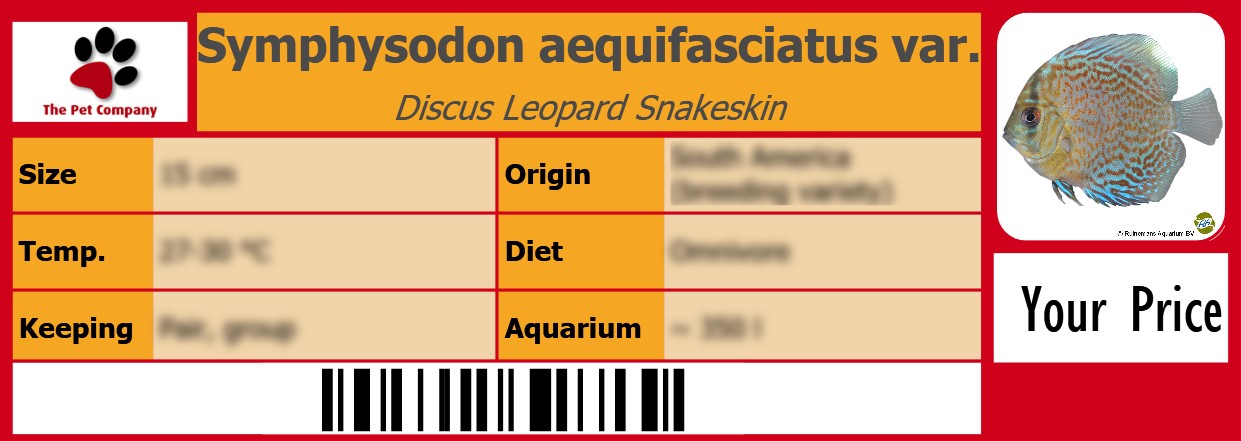 Symphysodon aequifasciatus var. Discus Leopard Snakeskin 105 x 38 mm
