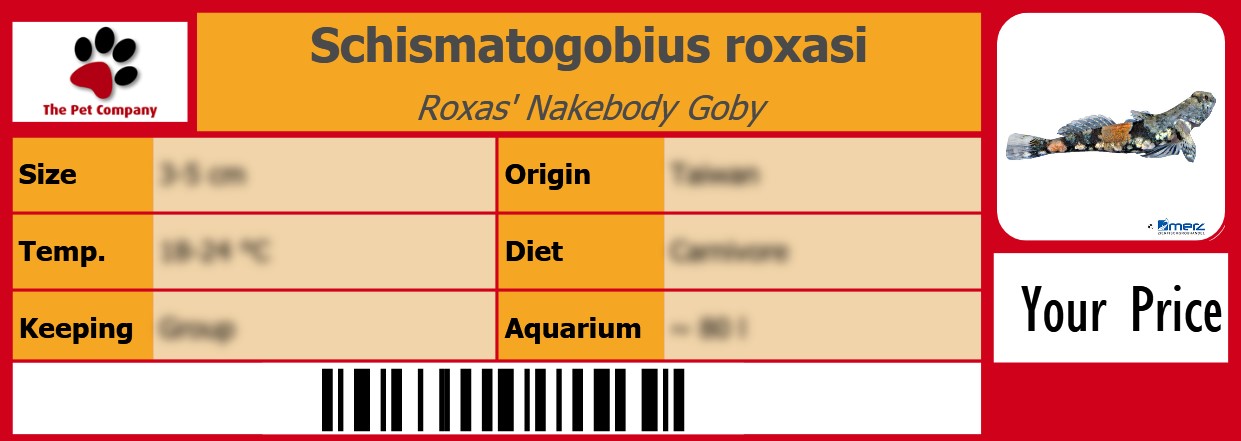 Schismatogobius roxasi Roxas' Nakebody Goby 105 x 38 mm