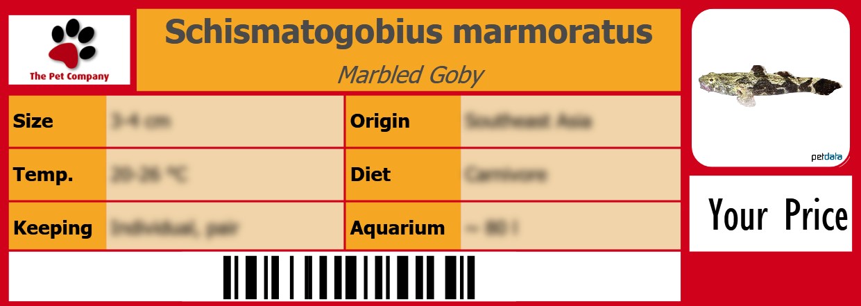 Schismatogobius marmoratus Marbled Goby 105 x 38 mm