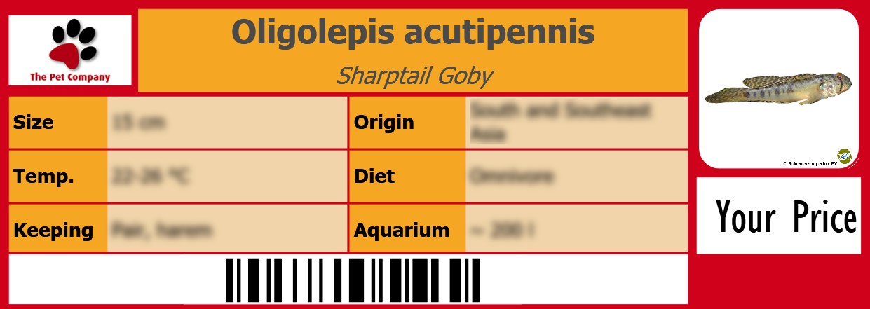 Oligolepis acutipennis Sharptail Goby 105 x 38 mm