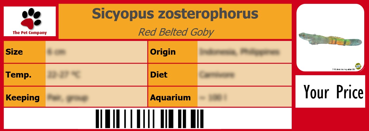 Sicyopus zosterophorus Red Belted Goby 105 x 38 mm