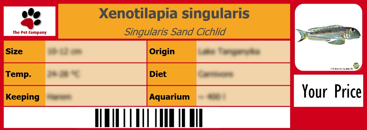 Xenotilapia singularis Singularis Sand Cichlid 105 x 38 mm
