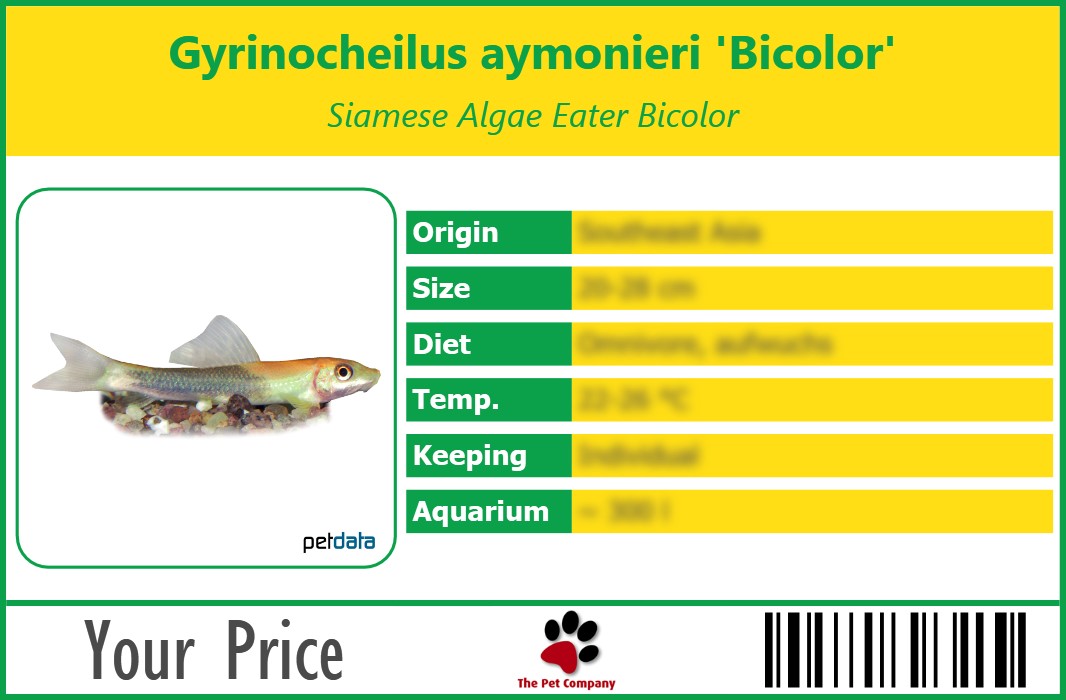 Gyrinocheilus aymonieri 'Bicolor' Siamese Algae Eater Bicolor 90 x 60 mm