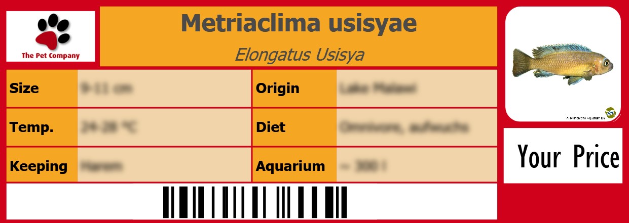 Metriaclima usisyae Elongatus Usisya 105 x 38 mm