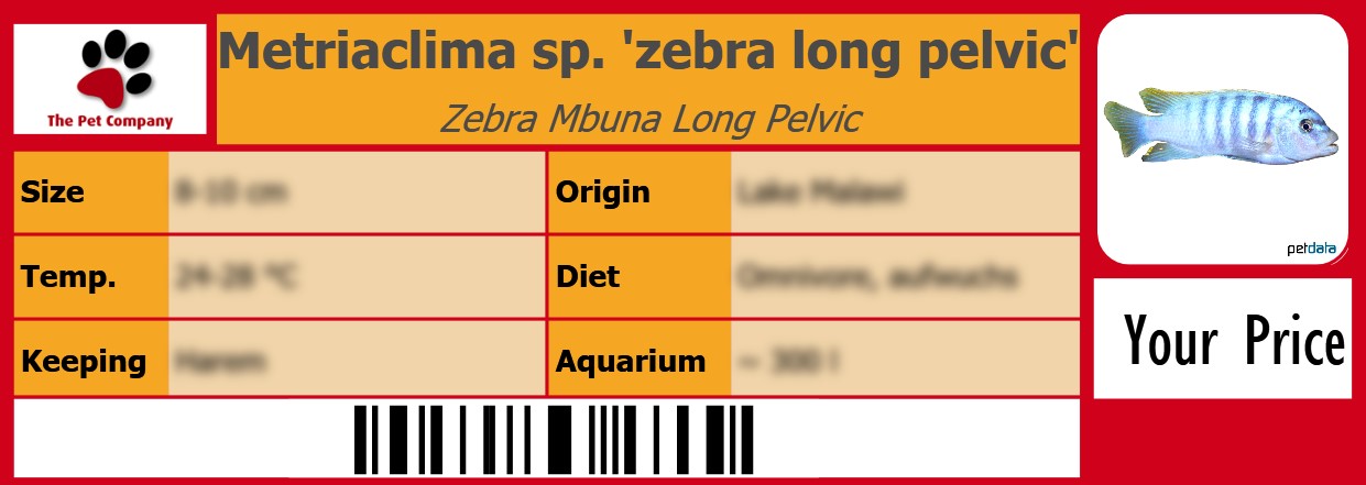 Metriaclima sp. 'zebra long pelvic' Zebra Mbuna Long Pelvic 105 x 38 mm