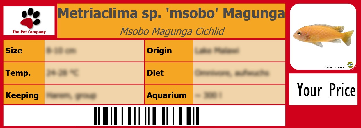 Metriaclima sp. 'msobo' Magunga Msobo Magunga Cichlid 105 x 38 mm