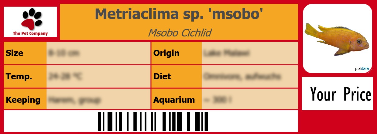 Metriaclima sp. 'msobo' Msobo Cichlid 105 x 38 mm
