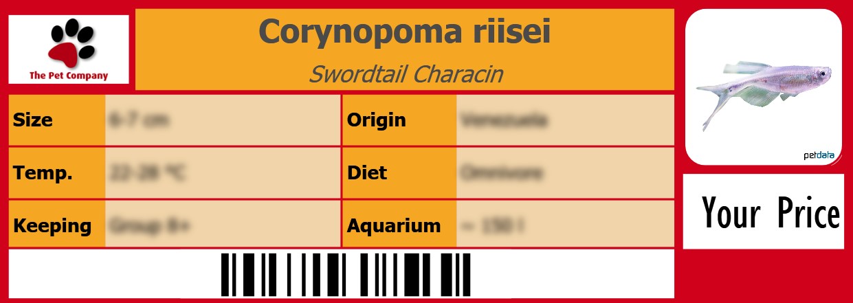 Corynopoma riisei Swordtail Characin 105 x 38 mm