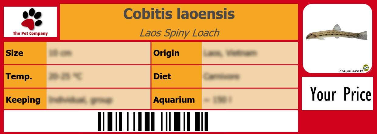 Cobitis laoensis Laos Spiny Loach 105 x 38 mm