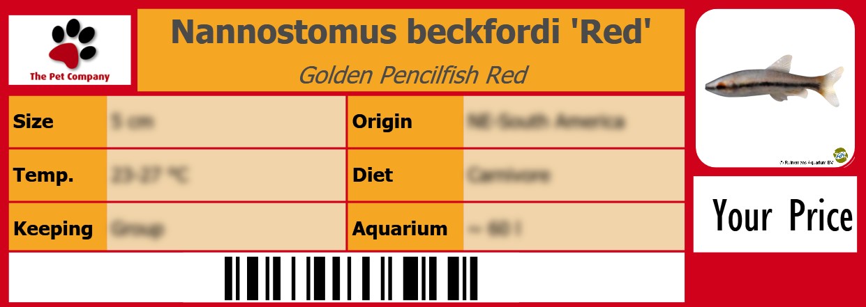 Nannostomus beckfordi 'Red' Golden Pencilfish Red 105 x 38 mm