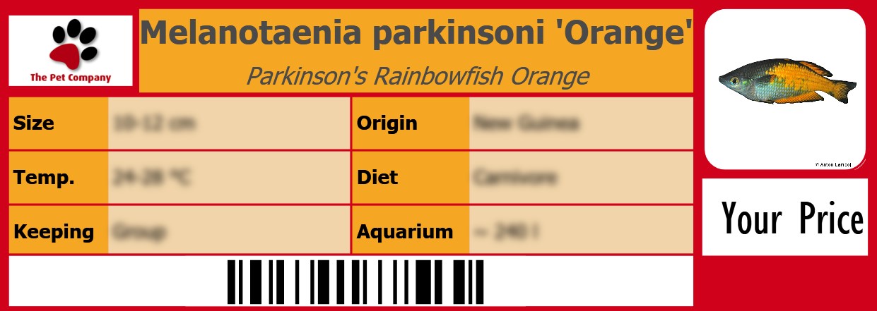 Melanotaenia parkinsoni 'Orange' Parkinson's Rainbowfish Orange 105 x 38 mm