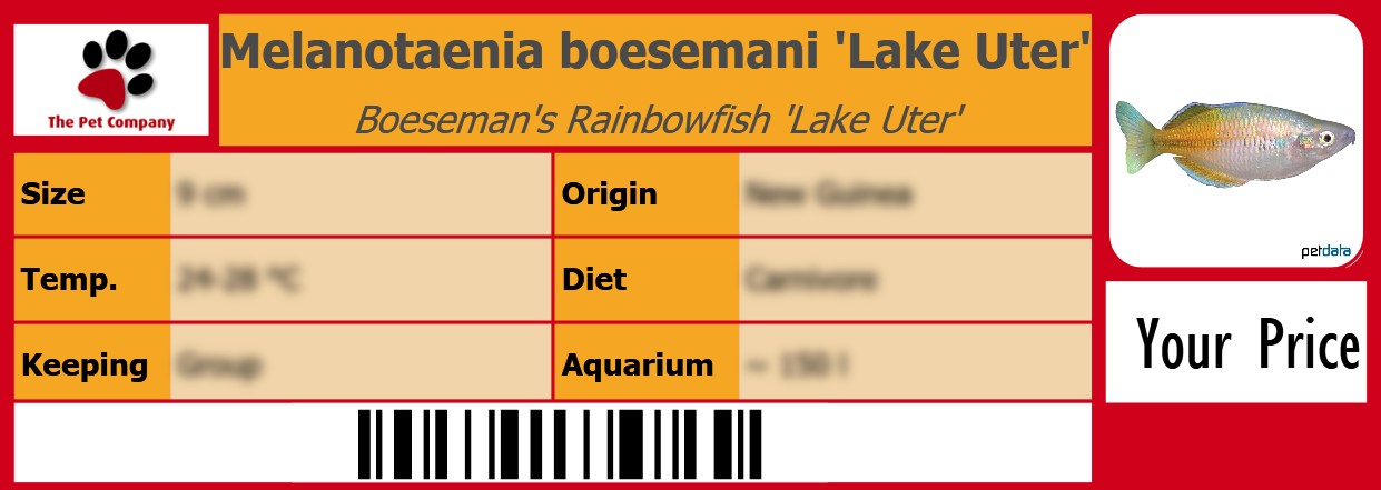 Melanotaenia boesemani 'Lake Uter' Boeseman's Rainbowfish 'Lake Uter' 105 x 38 mm