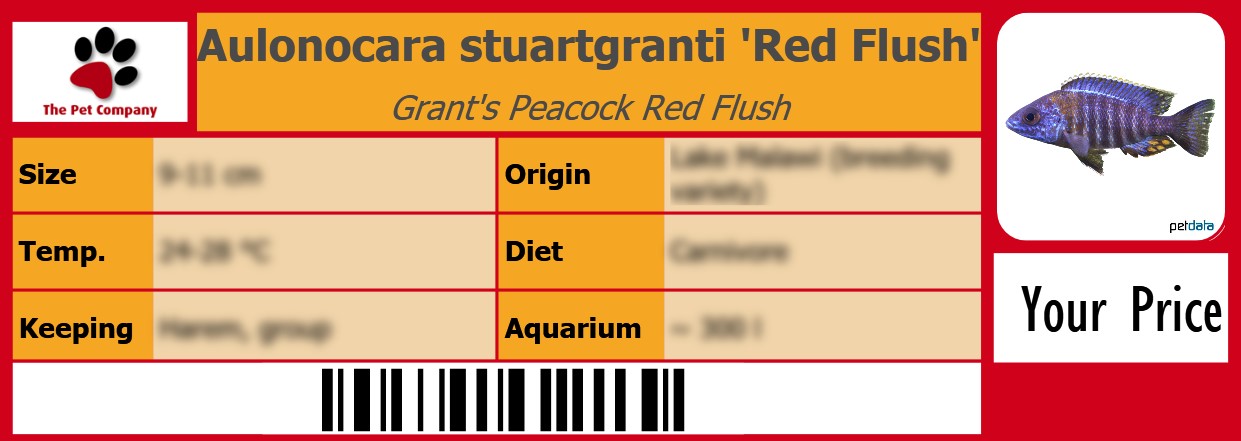 Aulonocara stuartgranti 'Red Flush' Grant's Peacock Red Flush 105 x 38 mm