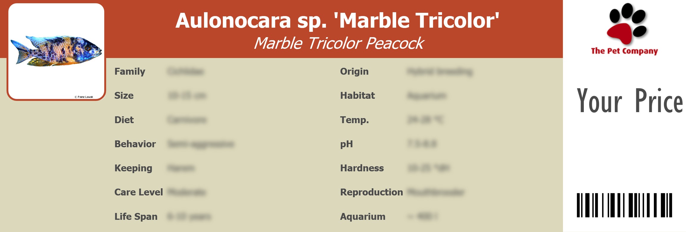 Aulonocara sp. 'Marble Tricolor' Marble Tricolor Peacock 195 x 66 mm