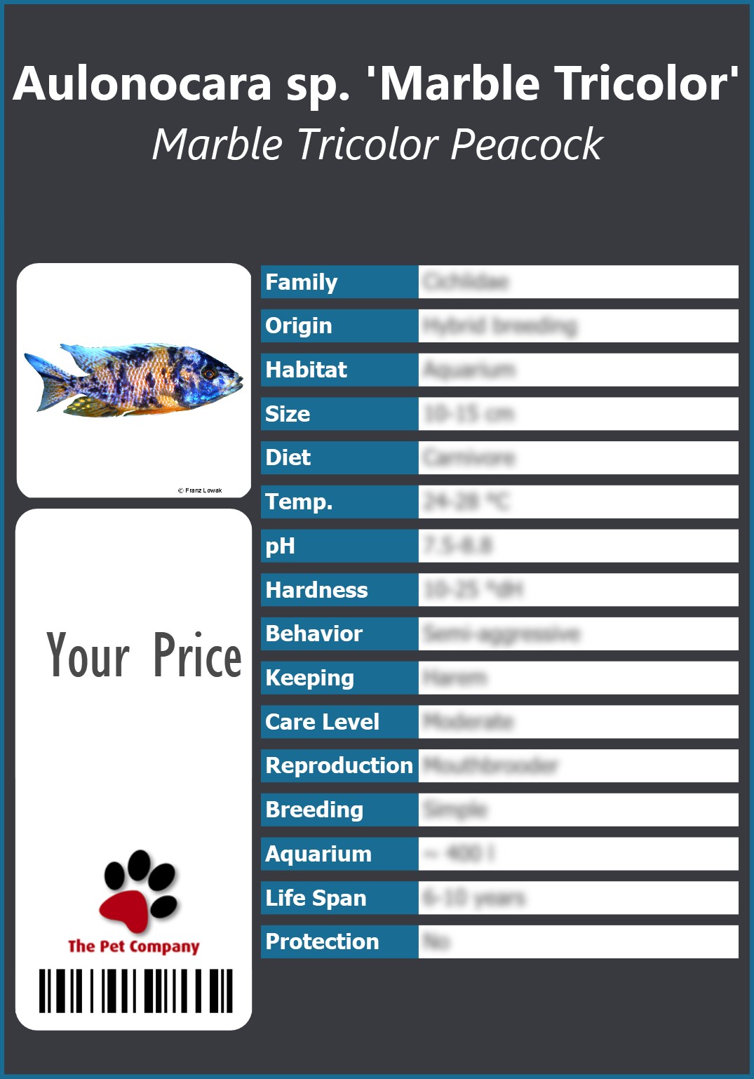 Aulonocara sp. 'Marble Tricolor' Marble Tricolor Peacock 91 x 130 mm