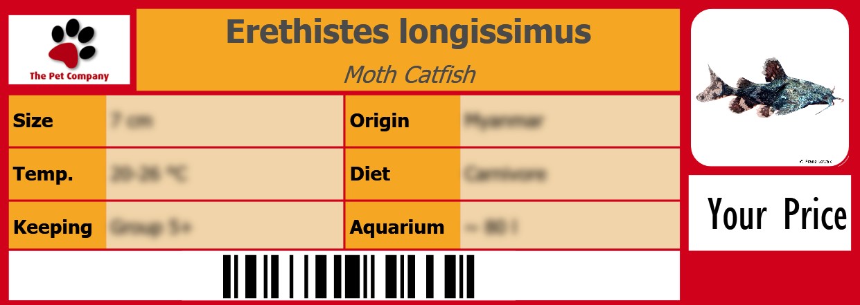 Erethistes longissimus Moth Catfish 105 x 38 mm