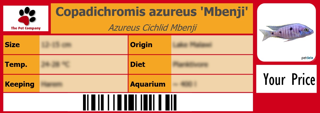 Copadichromis azureus 'Mbenji' Azureus Cichlid Mbenji 105 x 38 mm