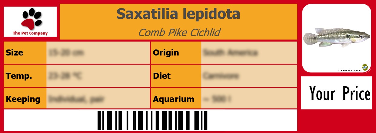 Saxatilia lepidota Comb Pike Cichlid 105 x 38 mm