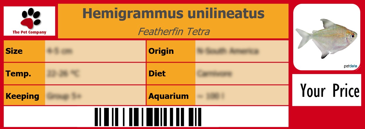 Hemigrammus unilineatus Featherfin Tetra 105 x 38 mm
