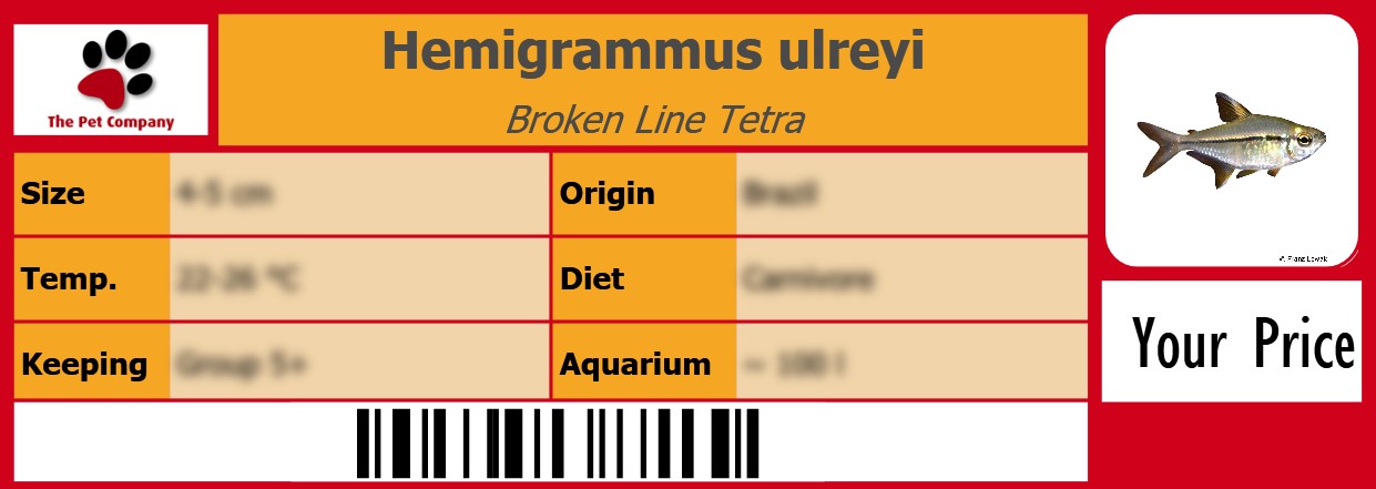 Hemigrammus ulreyi Broken Line Tetra 105 x 38 mm