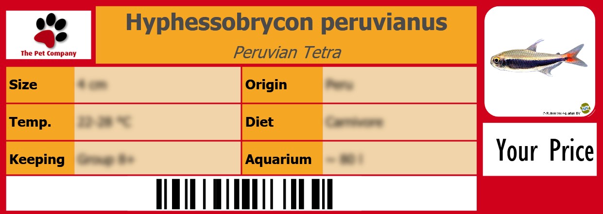Hyphessobrycon peruvianus Peruvian Tetra 105 x 38 mm