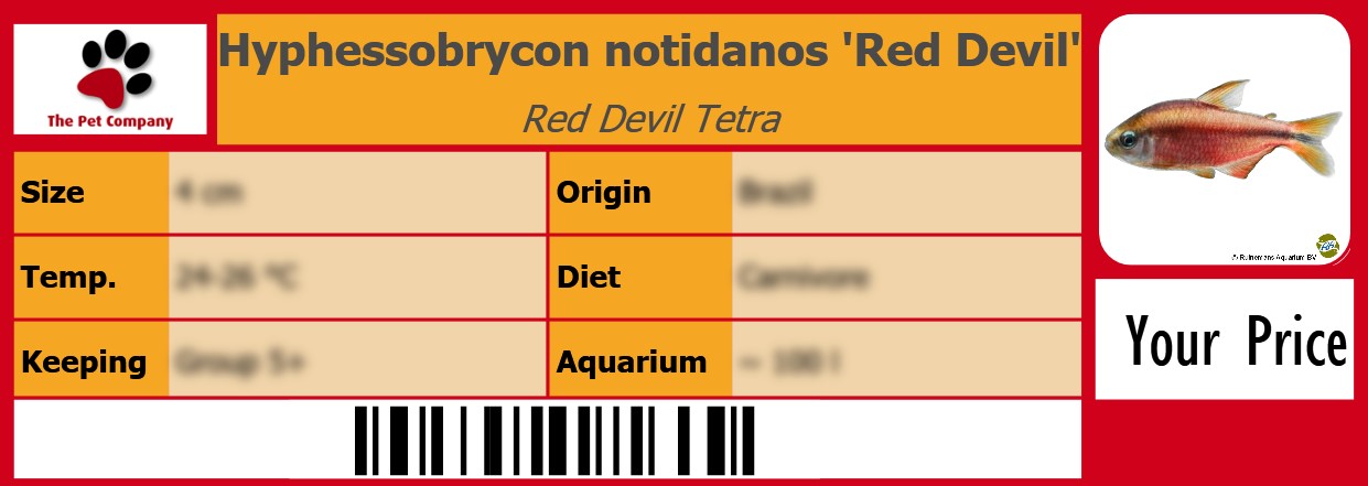 Hyphessobrycon notidanos 'Red Devil' Red Devil Tetra 105 x 38 mm