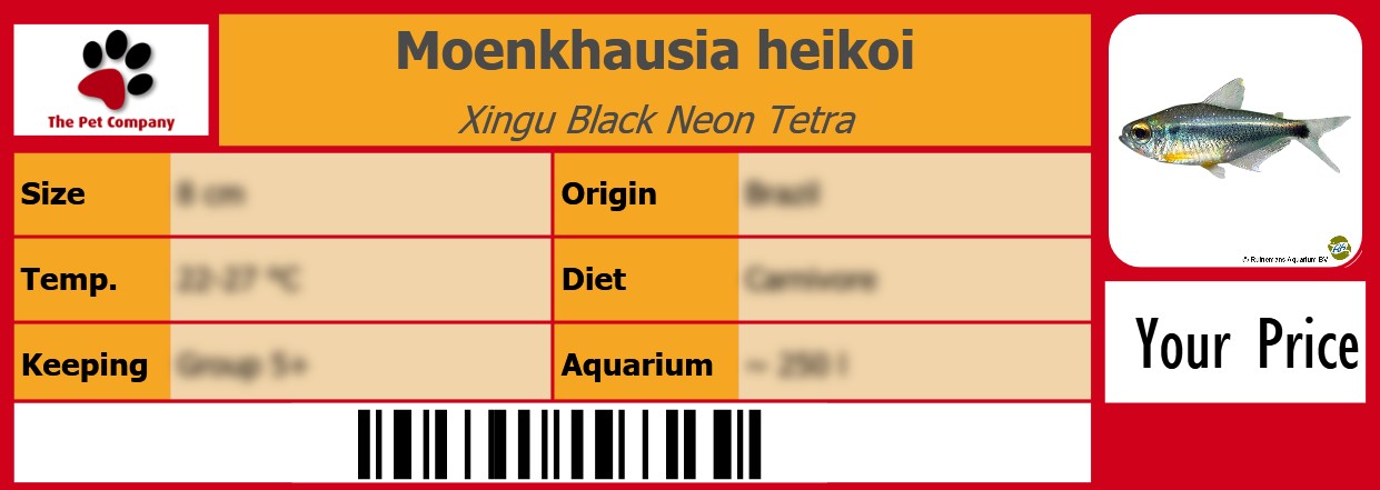 Moenkhausia heikoi Xingu Black Neon Tetra 105 x 38 mm