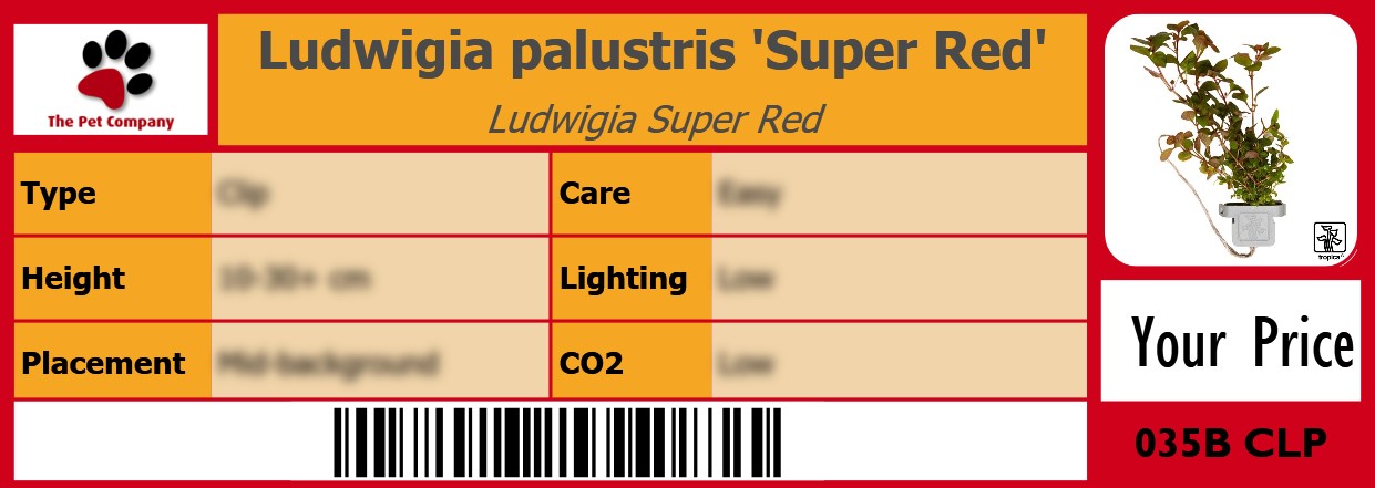 Ludwigia palustris 'Super Red' Ludwigia Super Red 105 x 38 mm