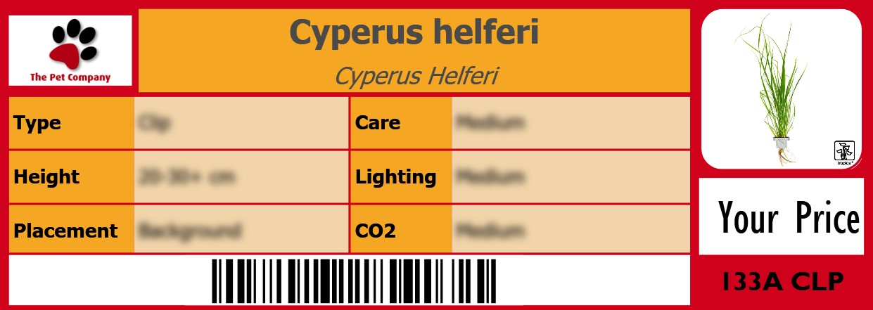 Cyperus helferi Cyperus Helferi 105 x 38 mm