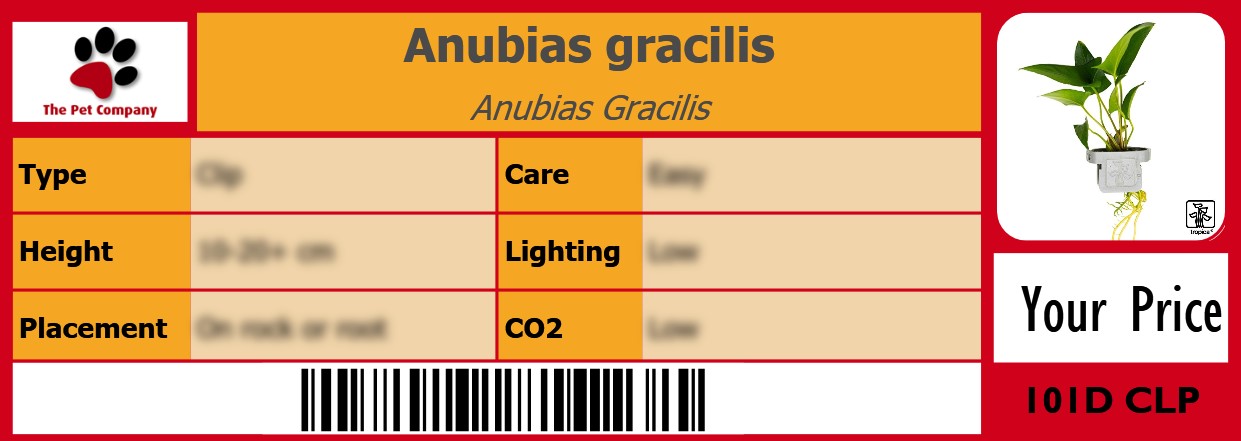 Anubias gracilis Anubias Gracilis 105 x 38 mm