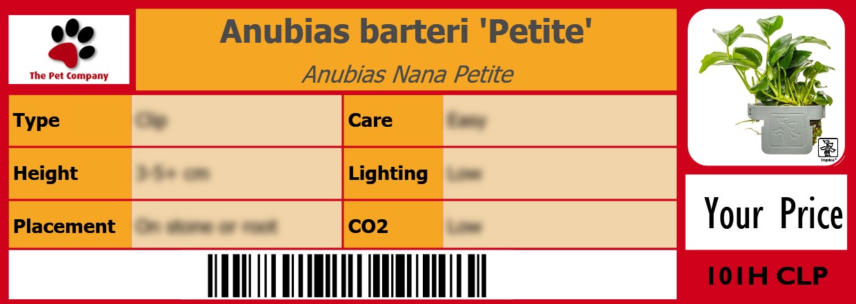 Anubias barteri 'Petite' Anubias Nana Petite 105 x 38 mm