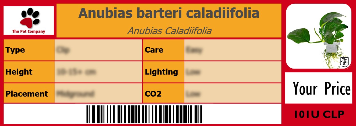 Anubias barteri caladiifolia Anubias Caladiifolia 105 x 38 mm