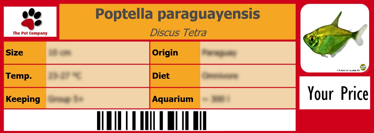 Poptella paraguayensis Discus Tetra 105 x 38 mm