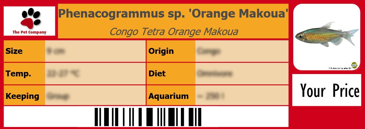 Phenacogrammus sp. 'Orange Makoua' Congo Tetra Orange Makoua 105 x 38 mm