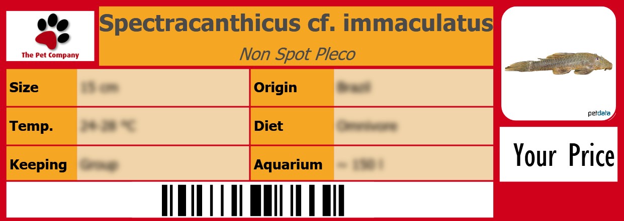 Spectracanthicus cf. immaculatus Non Spot Pleco 105 x 38 mm