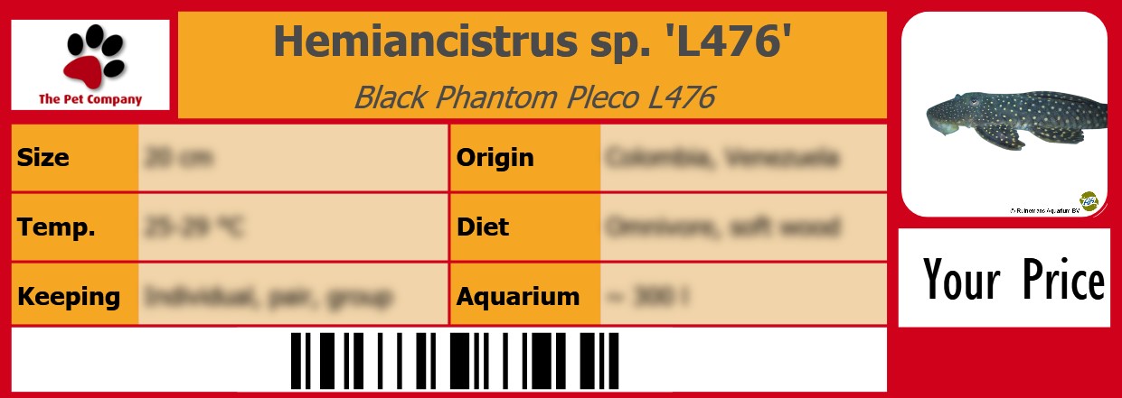 Hemiancistrus sp. 'L476' Black Phantom Pleco L476 105 x 38 mm
