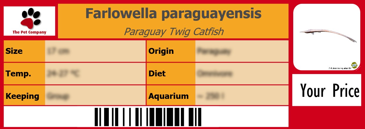 Farlowella paraguayensis Paraguay Twig Catfish 105 x 38 mm