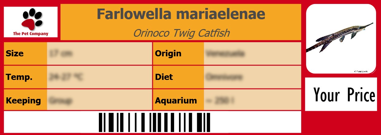 Farlowella mariaelenae Orinoco Twig Catfish 105 x 38 mm