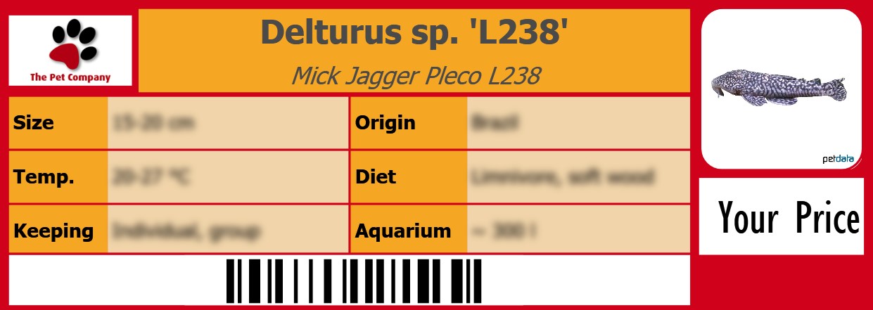 Delturus sp. 'L238' Mick Jagger Pleco L238 105 x 38 mm