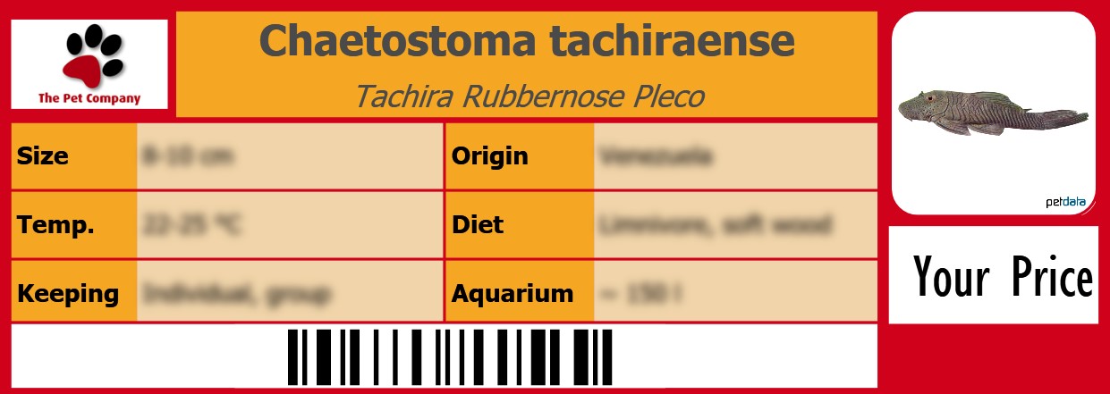 Chaetostoma tachiraense Tachira Rubbernose Pleco 105 x 38 mm