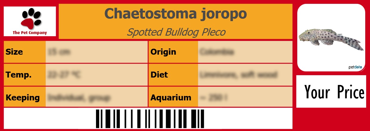 Chaetostoma joropo Spotted Bulldog Pleco 105 x 38 mm