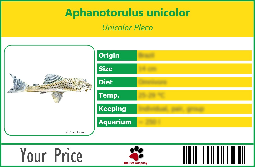 Aphanotorulus unicolor Unicolor Pleco 90 x 60 mm