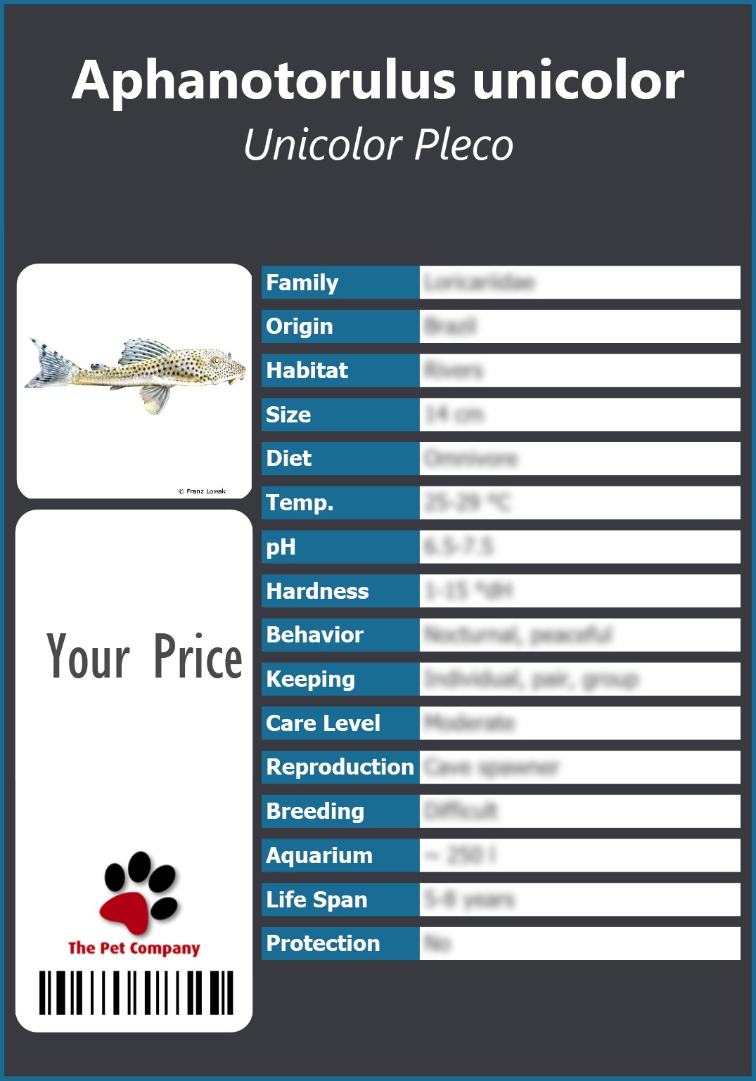 Aphanotorulus unicolor Unicolor Pleco 91 x 130 mm