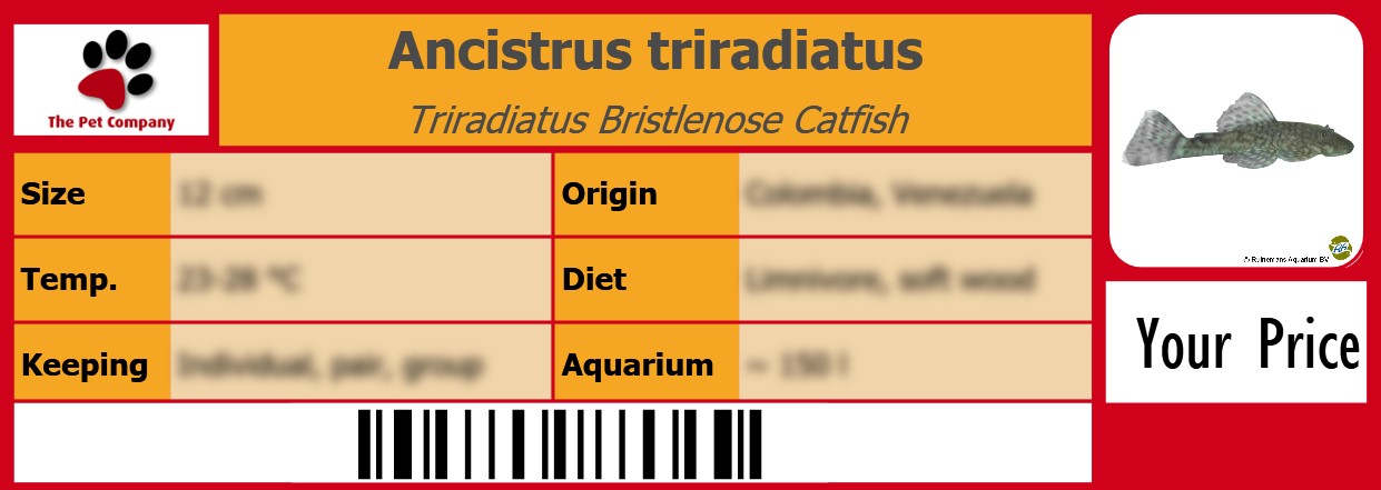Ancistrus triradiatus Triradiatus Bristlenose Catfish 105 x 38 mm