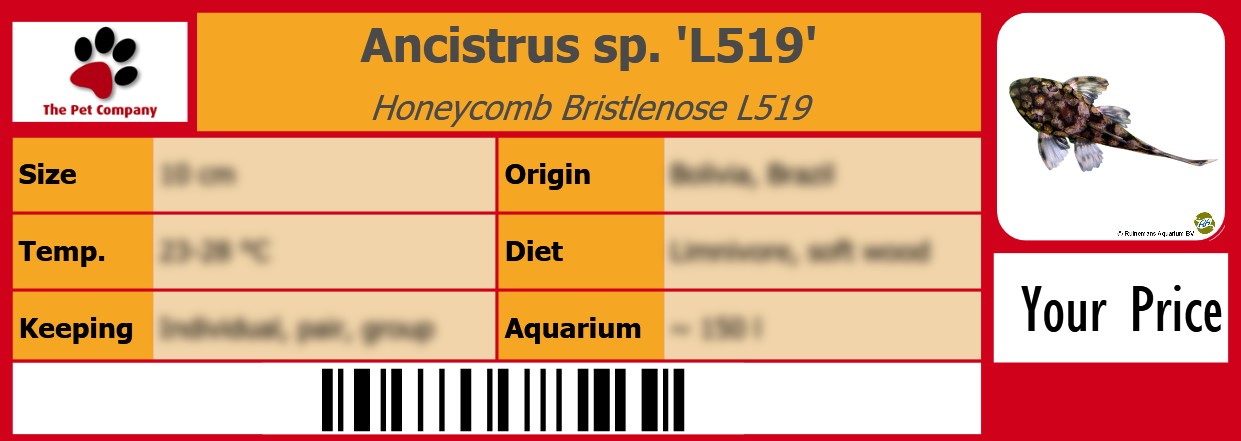 Ancistrus sp. 'L519' Honeycomb Bristlenose L519 105 x 38 mm